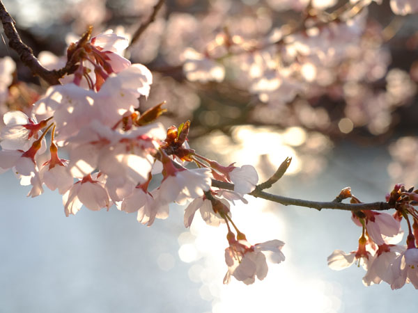 いざ桜旅へ。